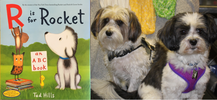 rocket sparky scooter