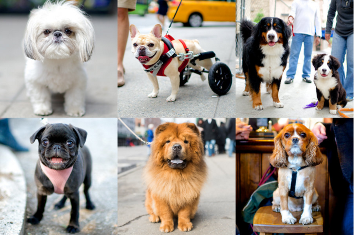 dogist doggies