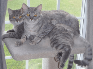 Screen Shot 2016-03-18 at 11.35.45 AM