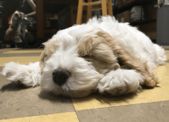 Screen Shot 2017-04-17 at 12.15.48 PM