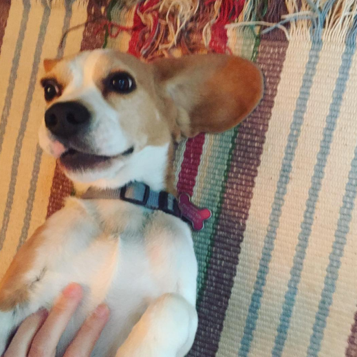 Screen Shot 2017-04-17 at 9.19.57 AM