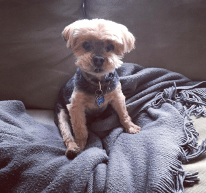 Screen Shot 2017-06-23 at 2.03.15 PM