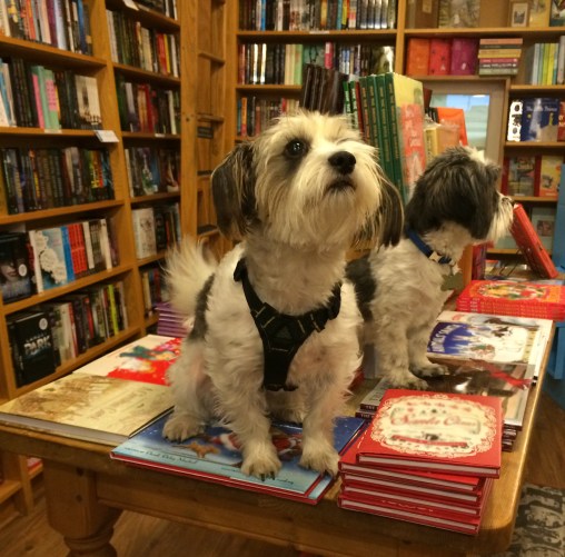 IMG_6996 Sparky Scooter