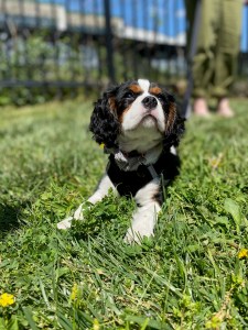 Barnabus lies in the grass and looks upward in the sunshine.